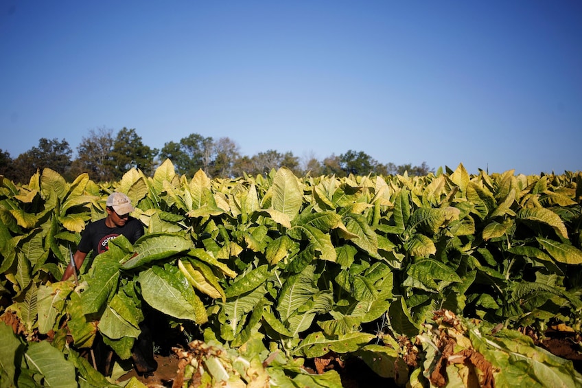 Full-Day Tobacco Route Sightseeing Tour