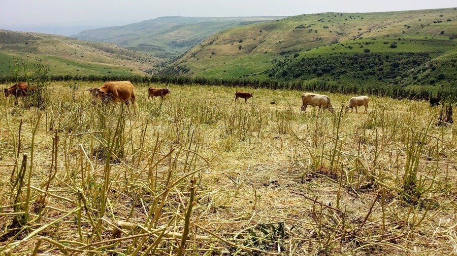Livestock grazing in Golan Heights
