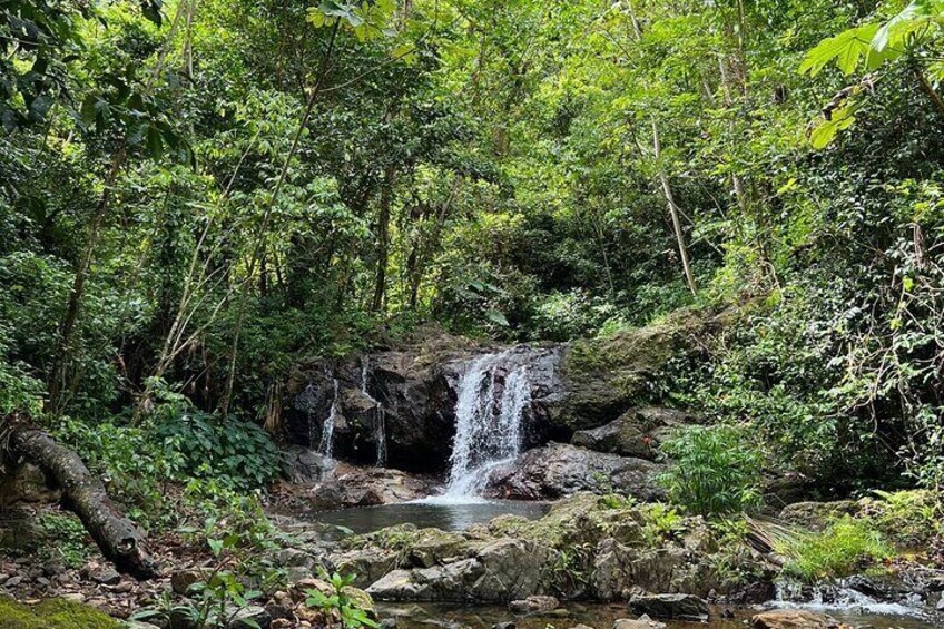 Private Rainforest Hike to Hidden Waterfall Tour with Transport