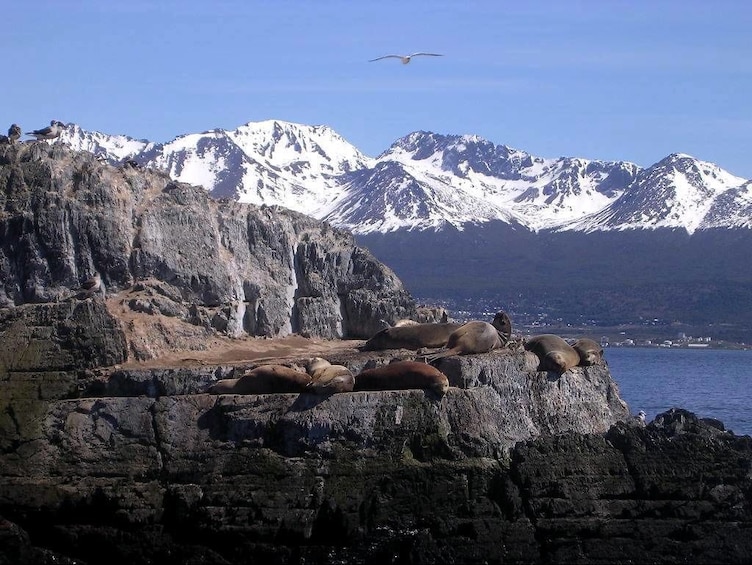 Sea lions on island in Beagle Channel with mountains in background