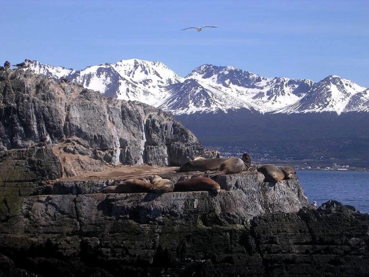 Sea lions on island in Beagle Channel with mountains in background