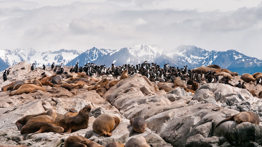 Rocky island with sea lions and geese in Beagle Channel