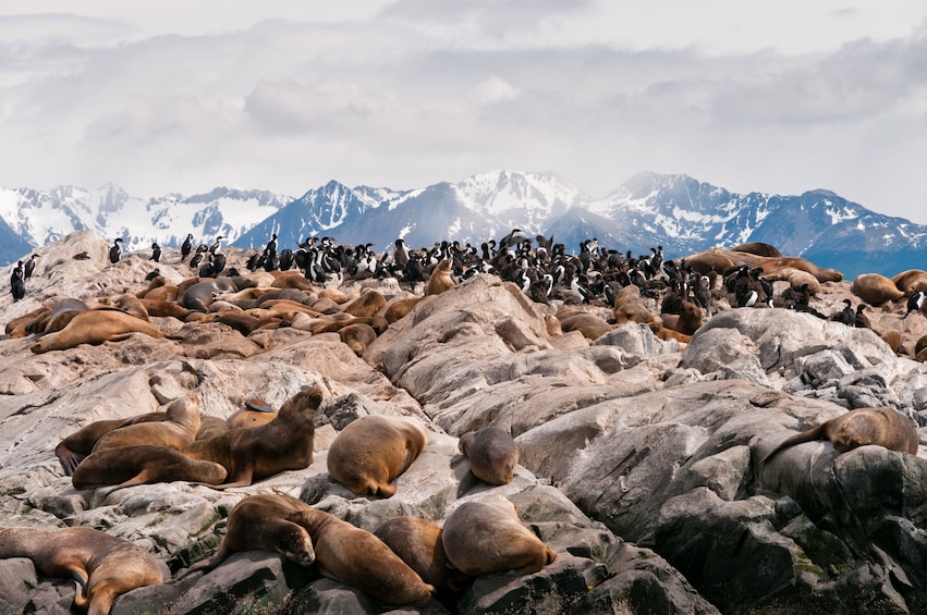 Rocky island with sea lions and geese in Beagle Channel