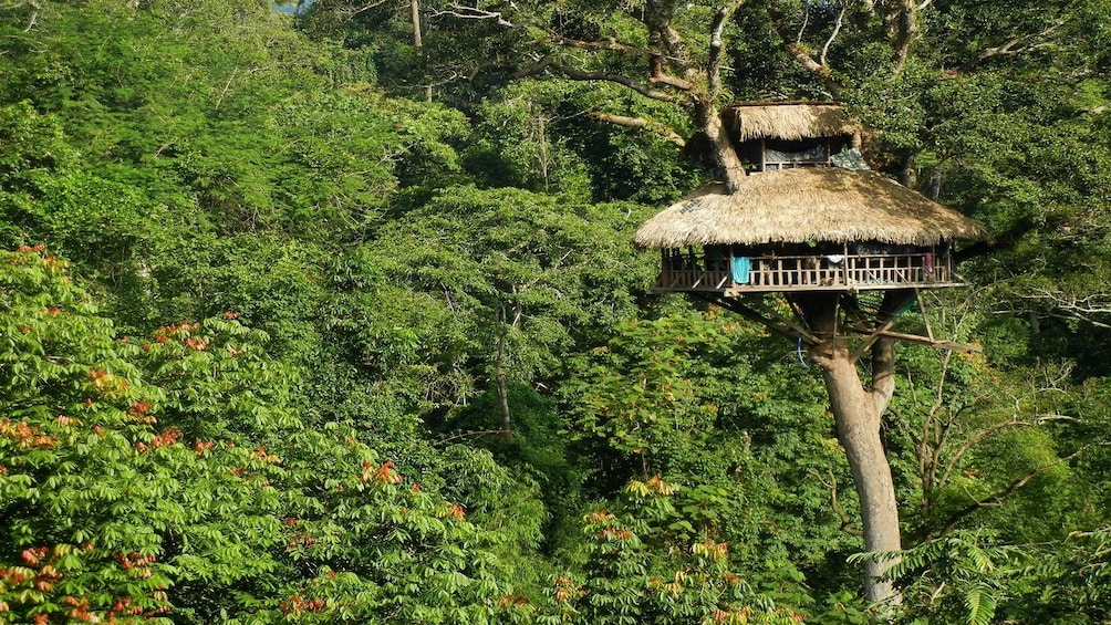 Tree house in Laos 