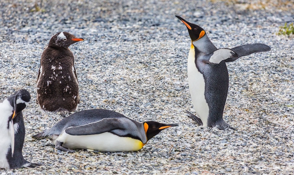 Group of penguins pose on Gable Island