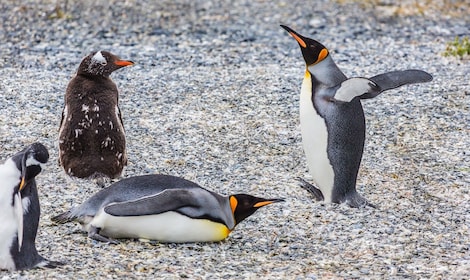 Excursion en bateau sur l'île de Gable et observation des pingouins