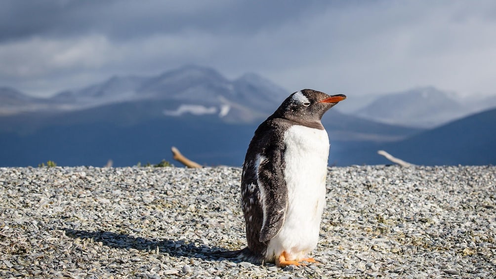 A penguin with mountains in the background