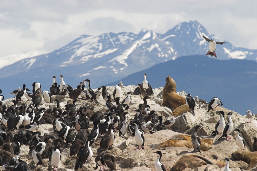 Gable Island Boat Tour & Penguin Watching