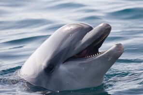 4 Day Perth to Monkey Mia Cruiser : Return