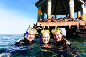 Dolphin Cruise, Seal Swim and Reef Snorkel Adventure