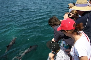 Dolphin Discovery Cruise