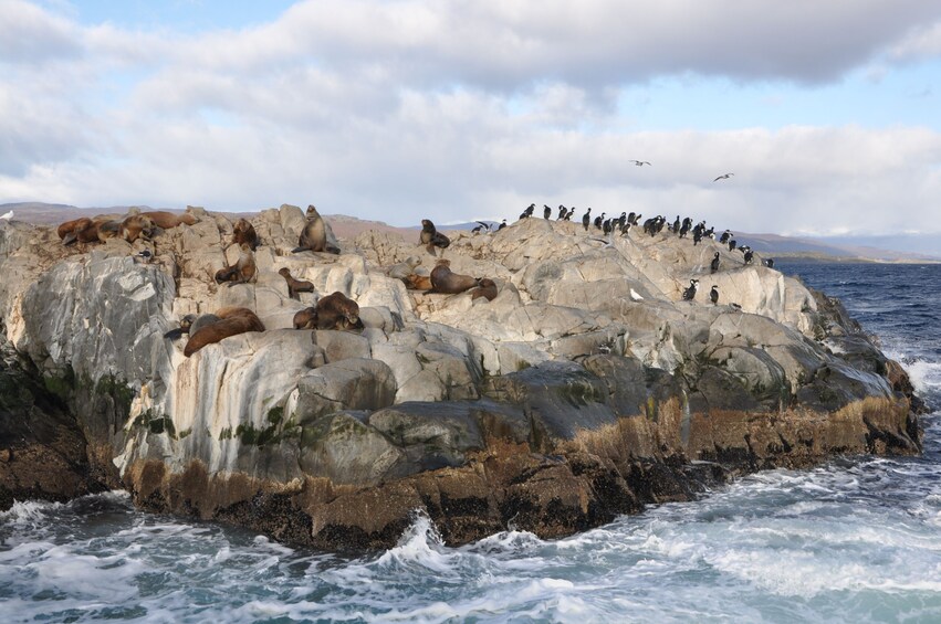 Half-Day Boat Trip to Penguin Colony from Ushuaia