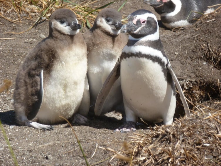 Three penguins stand close together on Isla Martillo