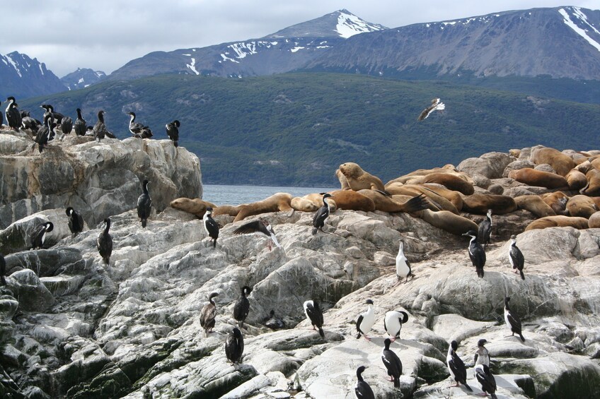 Large group of penguins and otters on rocks on Isla Martillo