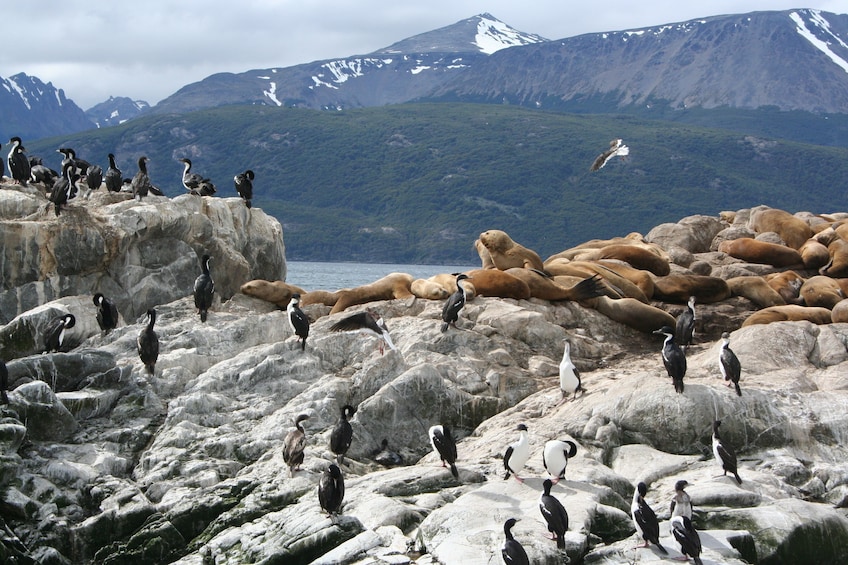 Large group of penguins and otters on rocks on Isla Martillo