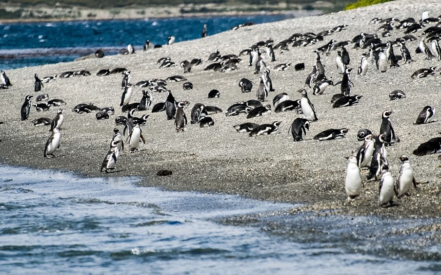 Many penguins flock on a rocky beach on Isla Martillo