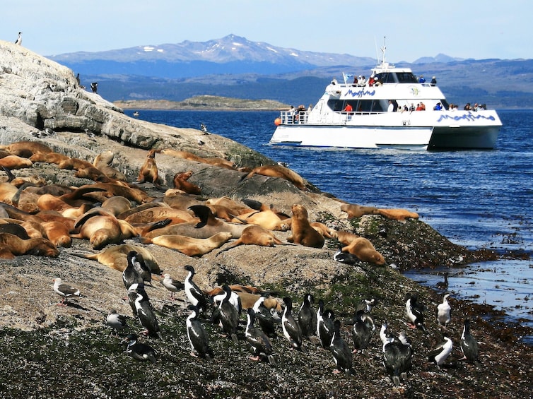 Penguins and seals on Isla Martillo in Beagle Channel with boat in background