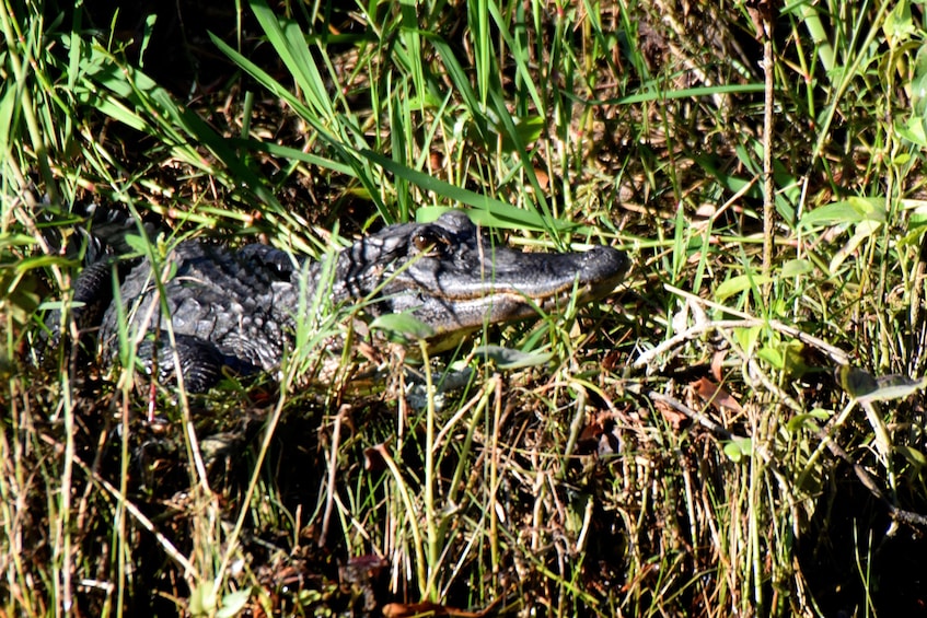 Alligator spotted in a swamp in New Orleans 