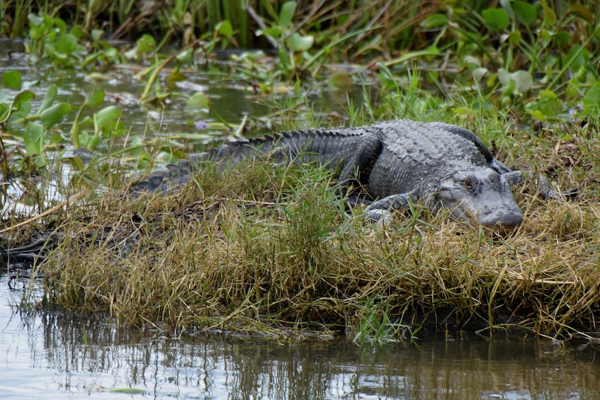 Alligator seen in a swamp in New Orleans 