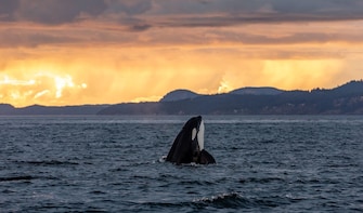 Sunset Zodiac Whale Watching (Victoria, BC)
