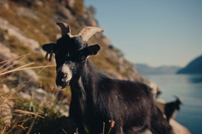 A mountain goat roaming the fjordside