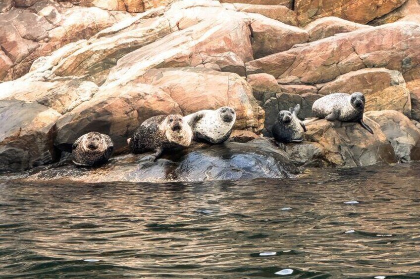 The vibrant wildlife in the fjord includes seals