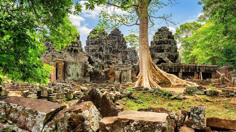 Tree covered ruins of Siem Reap