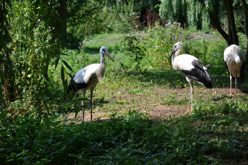 Nature park in Strasbourg