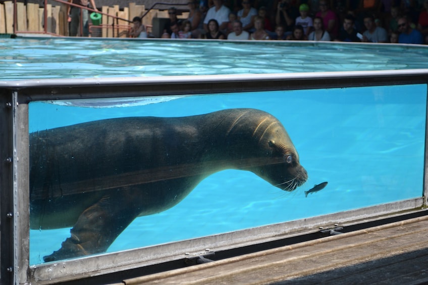 Seal in Strasbourg