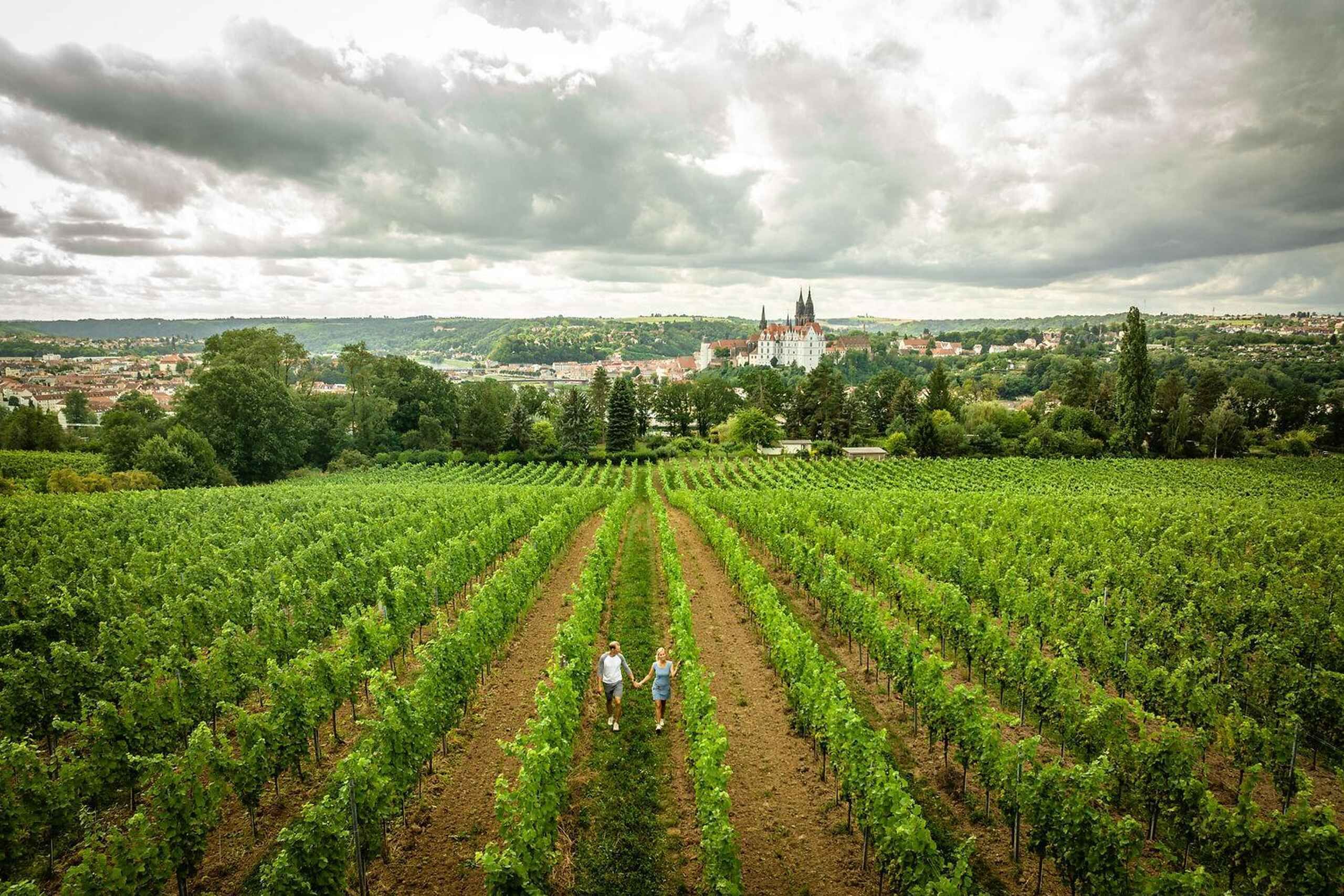 Meißen: Wine hike in the Proschwitzer vineyards including a 3-part wine tasting