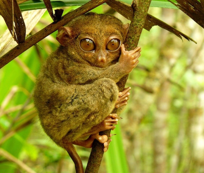 Fascinating Bohol Tour with Loboc River Cruise