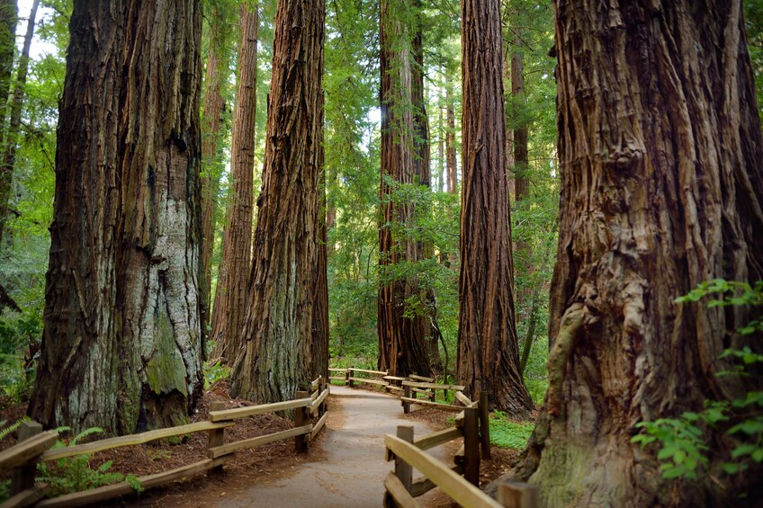 Muir Redwoods Guided Tour from San Francisco