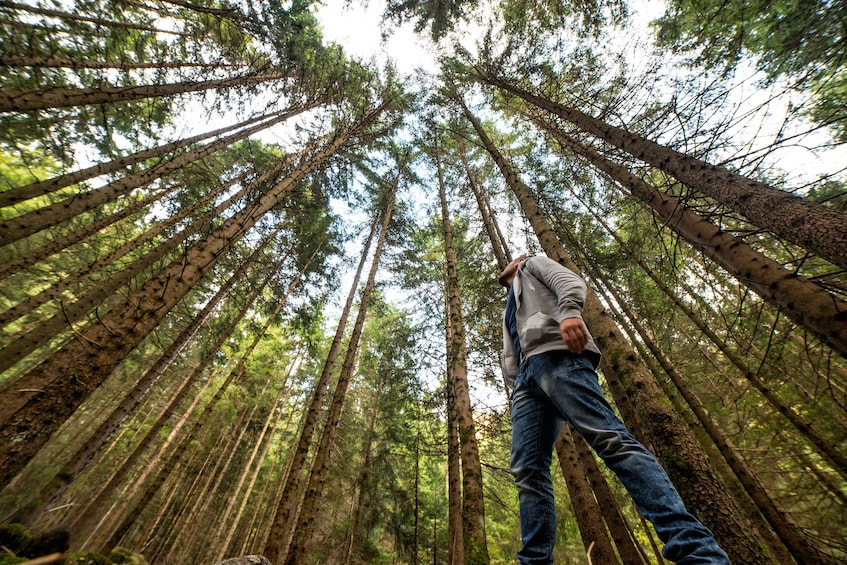 Muir Redwoods Guided Tour from San Francisco