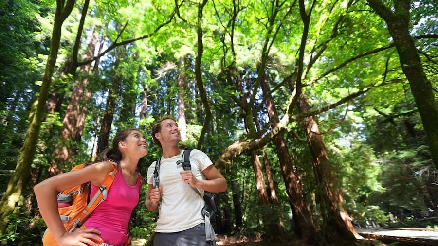 Muir Redwoods Guided Tour from San Francisco