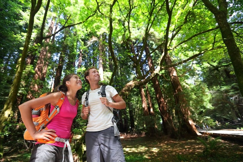 Muir Redwoods Guided Tour from San Francisco