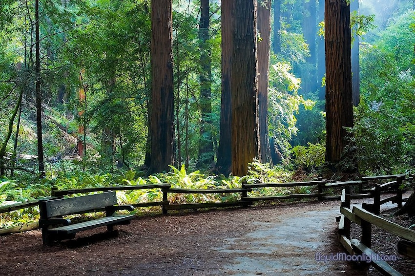 Muir Redwoods Guided Tour from San Francisco