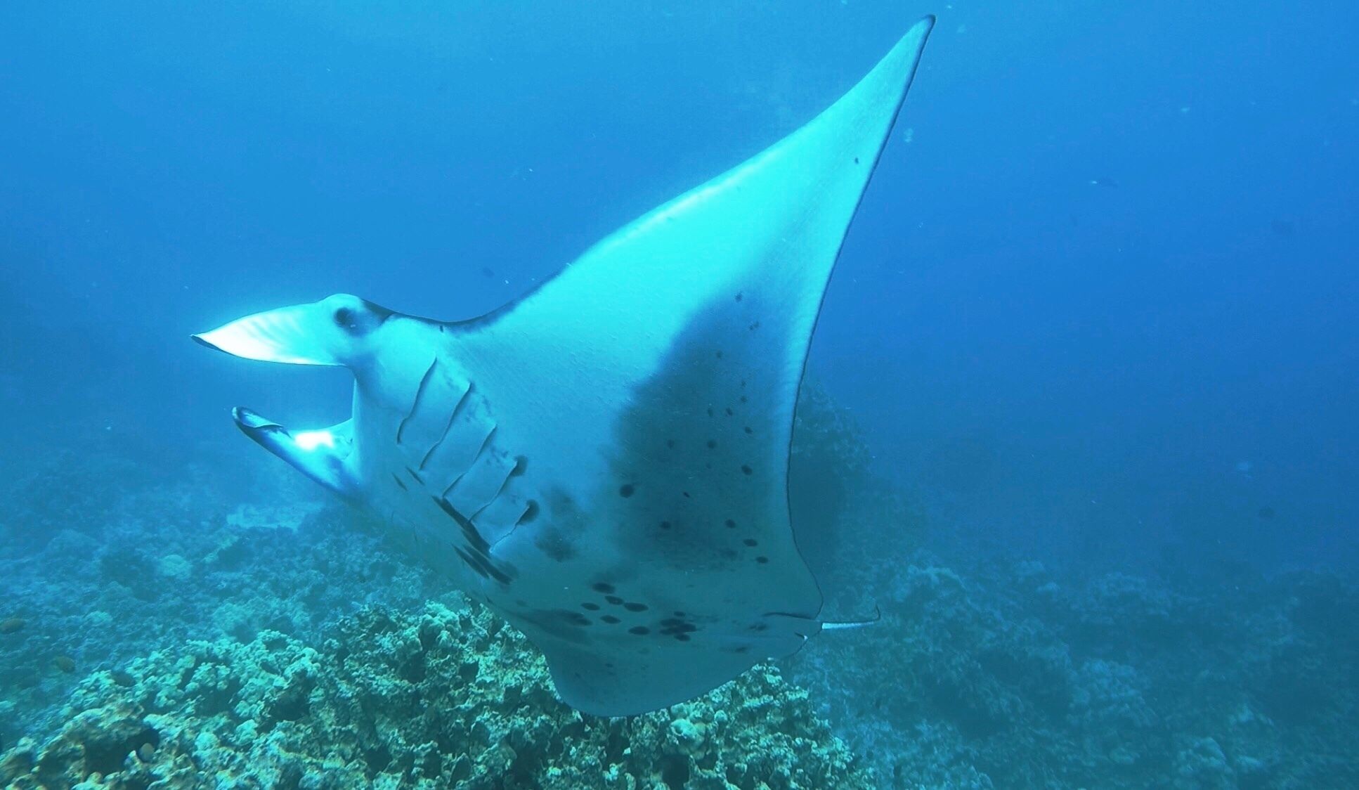 manta ray snorkel kona manta ray snorkel kona