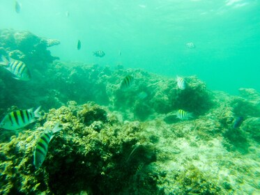 Fiesta en barco con snorkel y piscina natural de Punta Cana