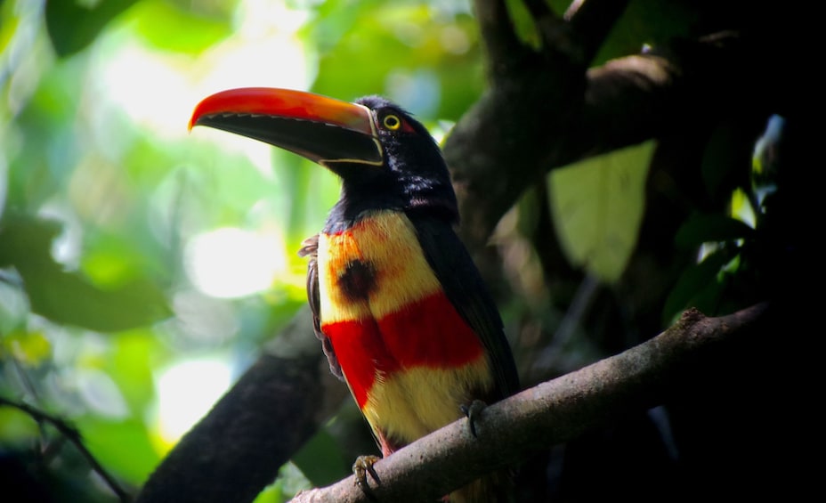 Toucan at Manuel Antonio National Park in Costa Rica