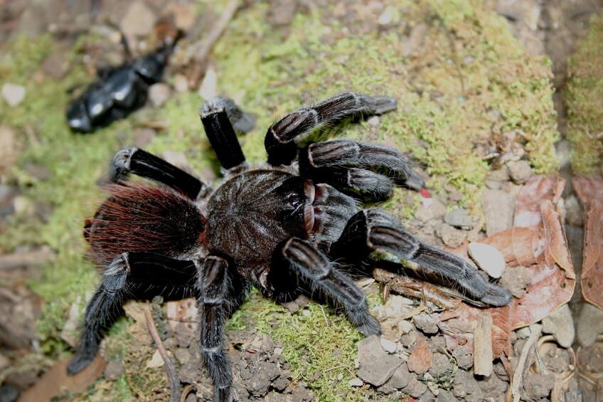 Spider at Espadilla Hotel Nature Reserve