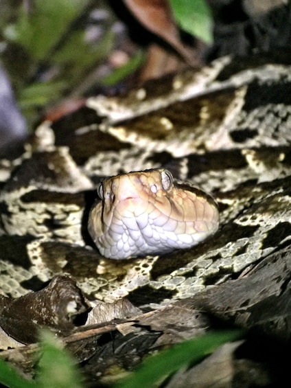 Common garter snake at the Espadilla Hotel Nature Reserve
