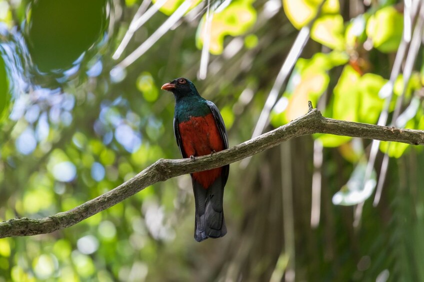 Colorful bird on a branch in Costa Rica