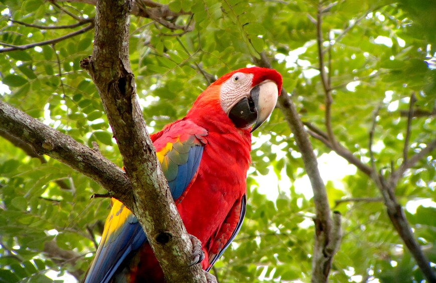 Scarlet macaw in a tree in Costa Rica