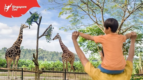 Singapore Zoo Entry Ticket