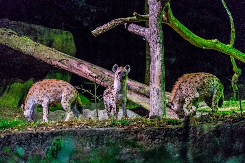 Singapore Night Safari Admission Ticket (Open-dated)