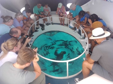 Glass Bottom Boat Shipwrecks Tour