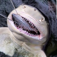 Ocean Park Aquarium & Shark Feeding Tour