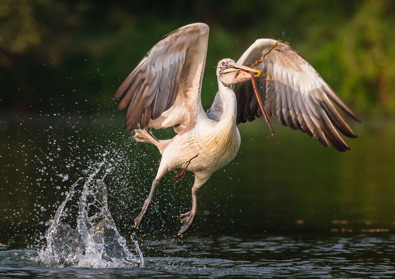 Siem Reap Bird Watching And Trapeang Thma Wetlands