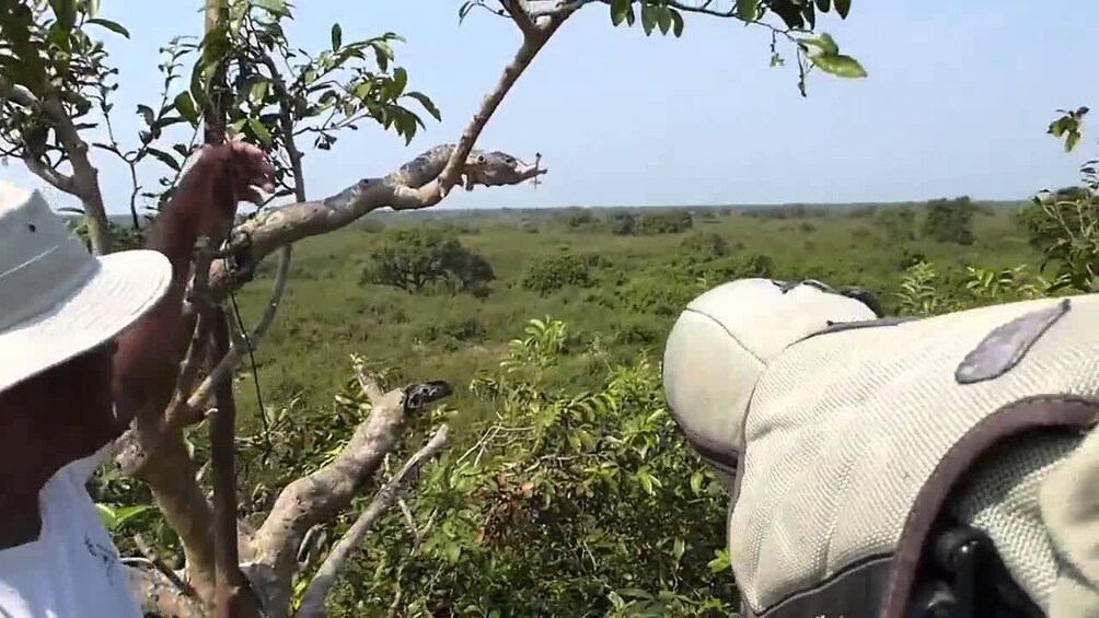 Siem Reap Bird Watching And Trapeang Thma Wetlands