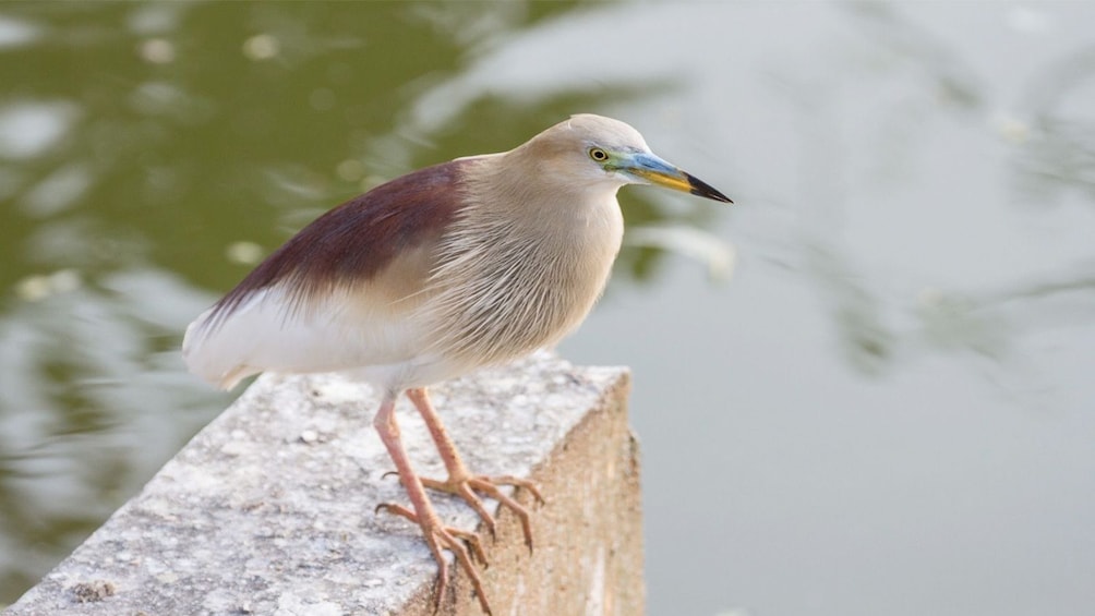 Bird in Siem Reap